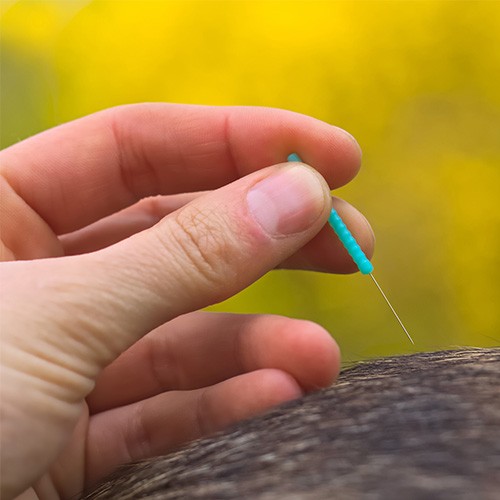 Gentle hand holding an acupuncture needle, symbolizing care and precision in acupuncture for pets