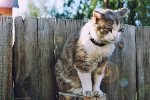 Symptoms and Sources of Your Pet’s Allergies
