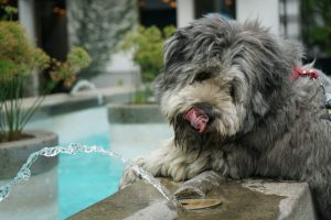 Do Vomiting Dogs Need to Drink More Water?