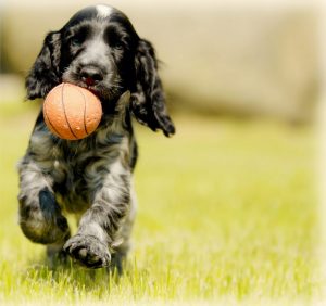 Is Your Dog an Athlete?