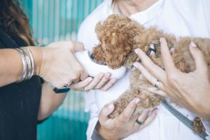 Holistic Approach to Pet Health