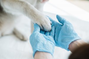 Holistic Pet Care: Where to Begin