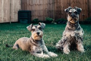 Canine Regenerative Medicine: A Cutting-Edge Treatment for Your Best Friend