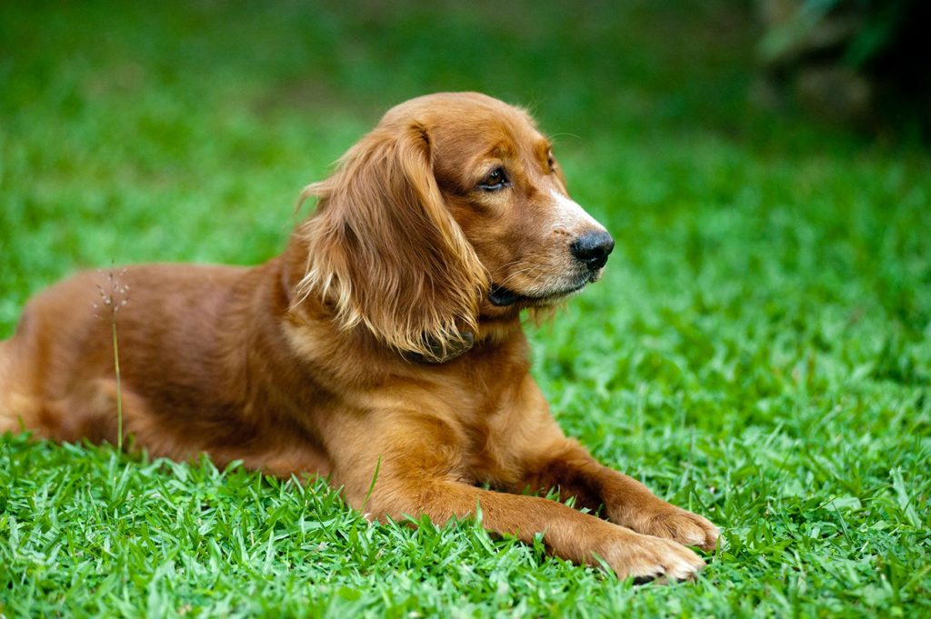 Senior dog enjoying alternative pet therapies for improved quality of life