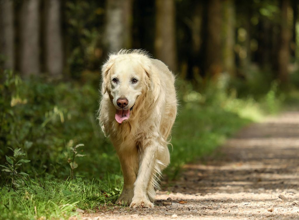 Dog enjoying outdoor walk during holistic cancer care for pets - blending natural therapies with conventional treatments for enhanced well-being.