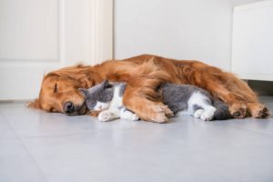 Tips for Preventing Heart Disease in Pets