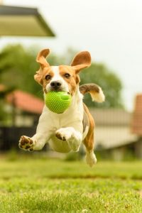 Setting Your Pet Up for a Healthy Life with Holistic Pet Treatments