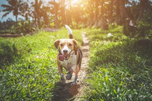 Your Pet’s Health: Ticks! What You Need to Know
