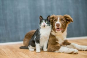 Get to Know Holistic Pet Therapies: The Different Types and Their Benefits