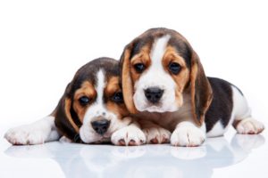 Exploring Alternative Pet Care Options & Treatments in New Jersey