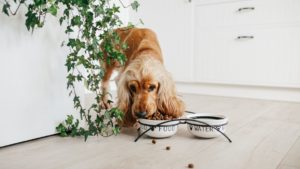 Tips to Teach Your Dog Good Manners and Good Habits